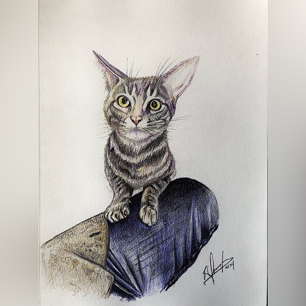 Cat “Osito”